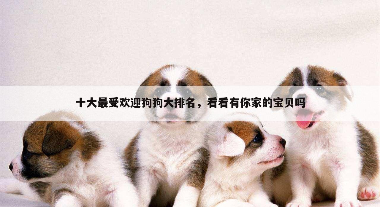 十大最受欢迎狗狗大排名,看看有你家的宝贝吗