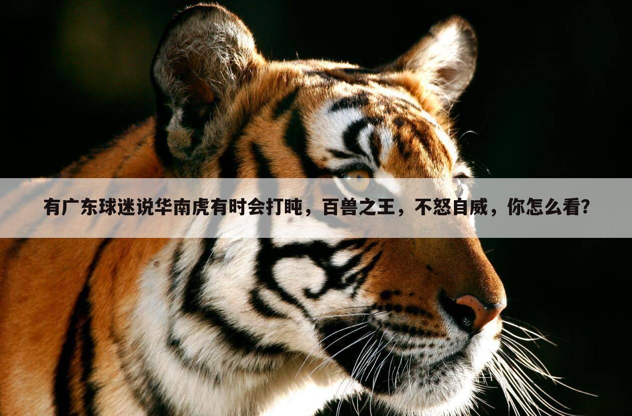 有广东球迷说华南虎有时会打盹,百兽之王,不怒自威,你怎么看?