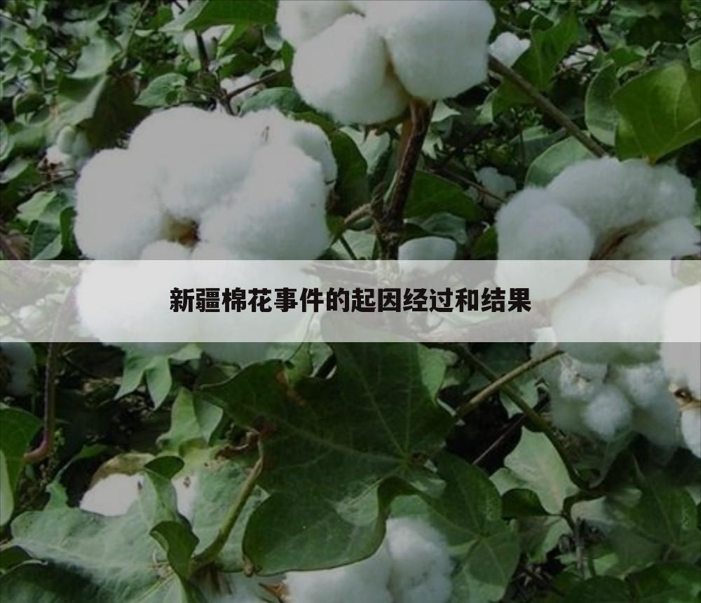 新疆棉花事件的起因经过和结果