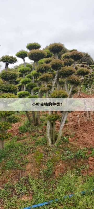 小叶赤楠的种类?