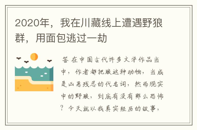 2020年,我在川藏线上遭遇野狼群,用面包逃过一劫