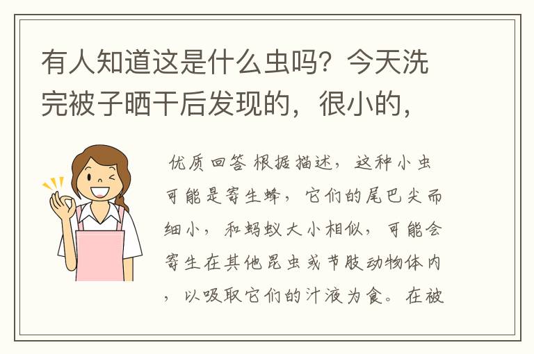 有人知道这是什么虫吗?今天洗完被子晒干后发现的,很小的,和蚂蚁一样大,尾巴尖尖的