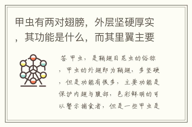 甲虫有两对翅膀,外层坚硬厚实,其功能是什么,而其里翼主要是什么