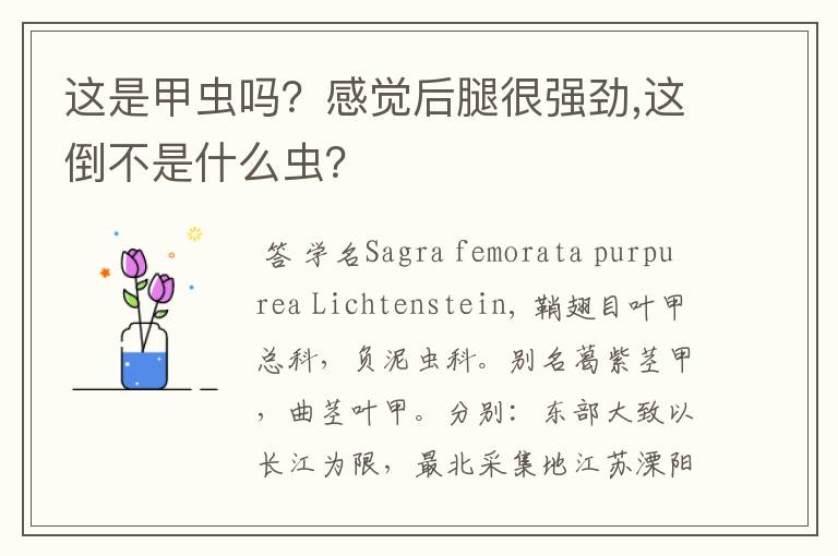 这是甲虫吗?感觉后腿很强劲,这倒不是什么虫?