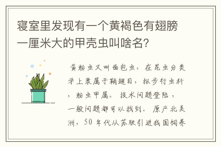 寝室里发现有一个黄褐色有翅膀一厘米大的甲壳虫叫啥名?