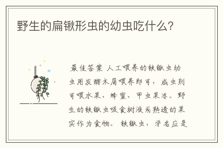 野生的扁锹形虫的幼虫吃什么?