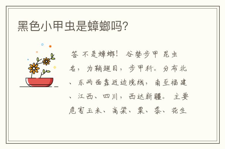 黑色小甲虫是蟑螂吗?