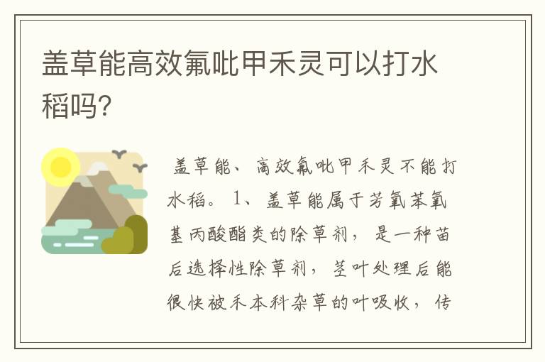 盖草能高效氟吡甲禾灵可以打水稻吗?