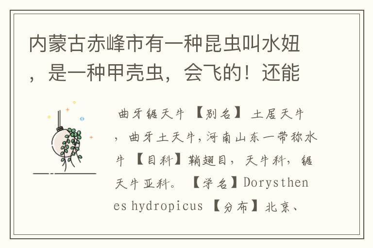 内蒙古赤峰市有一种昆虫叫水妞,是一种甲壳虫,会飞的!还能吃,它的