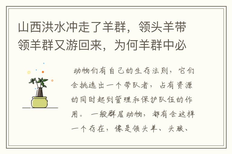山西洪水冲走了羊群,领头羊带领羊群又游回来,为何羊群中必然有只领头羊?