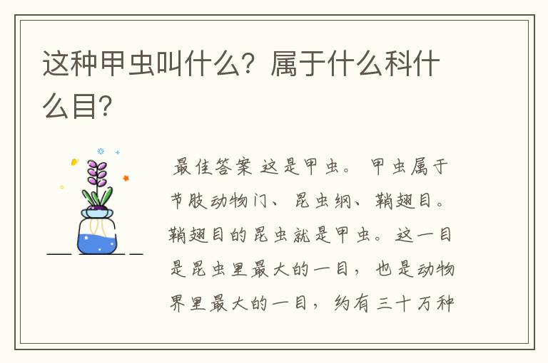 这种甲虫叫什么?属于什么科什么目?