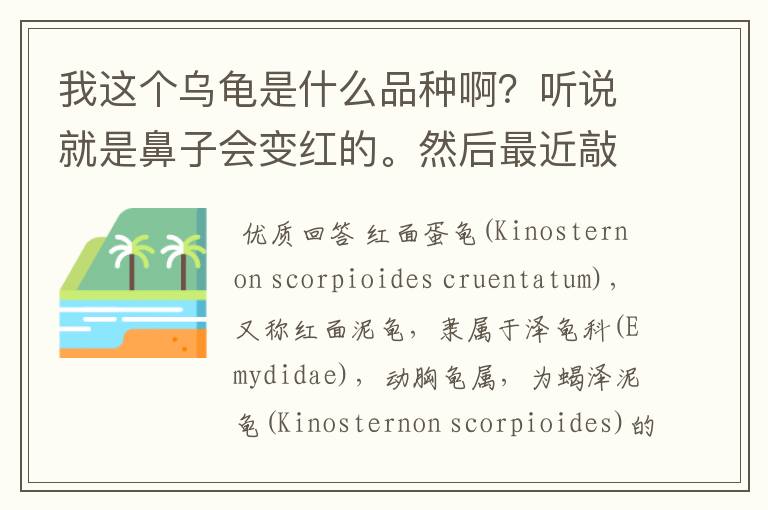 我这个乌龟是什么品种啊?听说就是鼻子会变红的。然后最近敲敲肚子空空的感觉怎么回事
