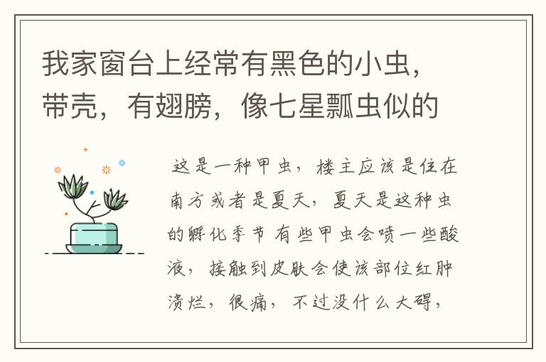我家窗台上经常有黑色的小虫,带壳,有翅膀,像七星瓢虫似的,喜欢灯光。