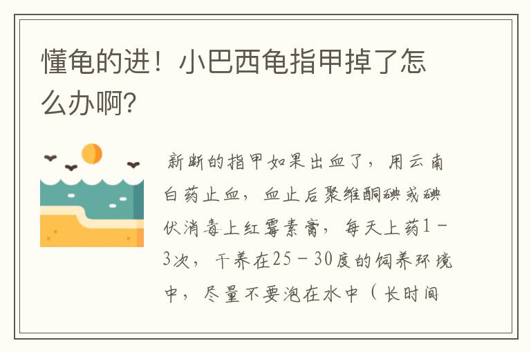懂龟的进!小巴西龟指甲掉了怎么办啊?