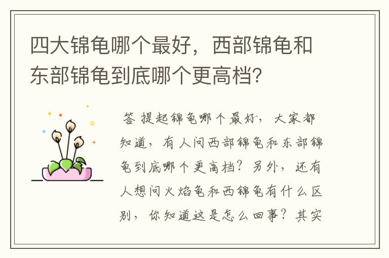 四大锦龟哪个最好,西部锦龟和东部锦龟到底哪个更高档?