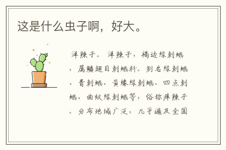 这是什么虫子啊,好大。