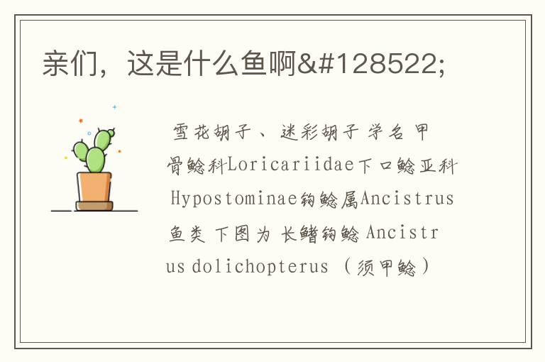 亲们,这是什么鱼啊😊
