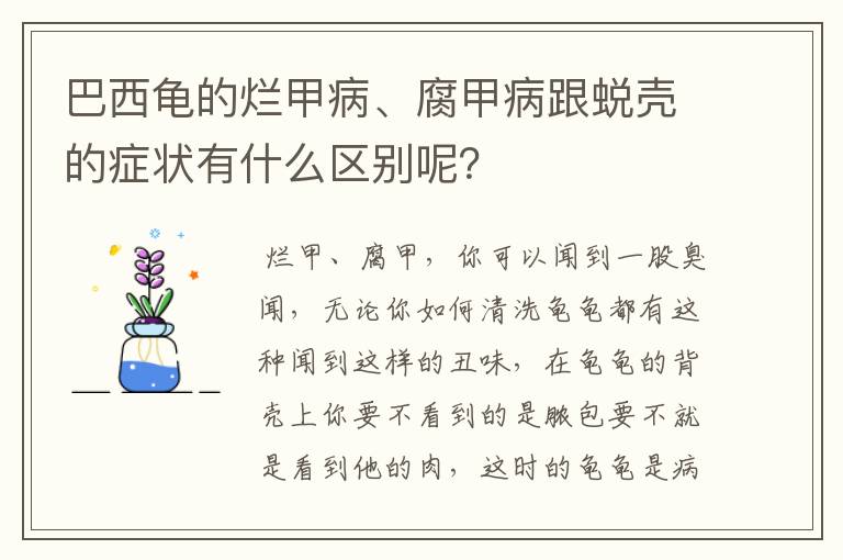 巴西龟的烂甲病、腐甲病跟蜕壳的症状有什么区别呢?
