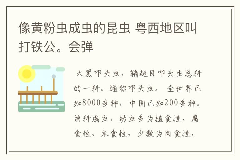 像黄粉虫成虫的昆虫 粤西地区叫打铁公。会弹