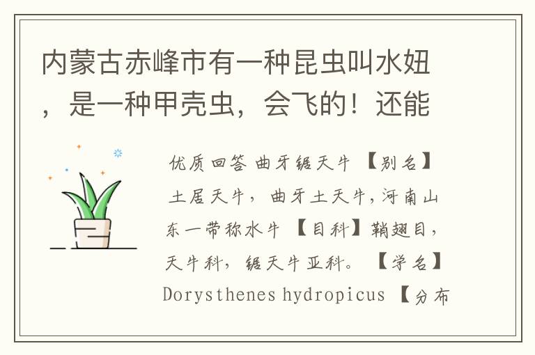 内蒙古赤峰市有一种昆虫叫水妞,是一种甲壳虫,会飞的!还能吃,它的