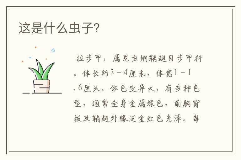 这是什么虫子?