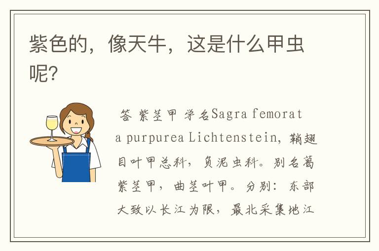 紫色的,像天牛,这是什么甲虫呢?