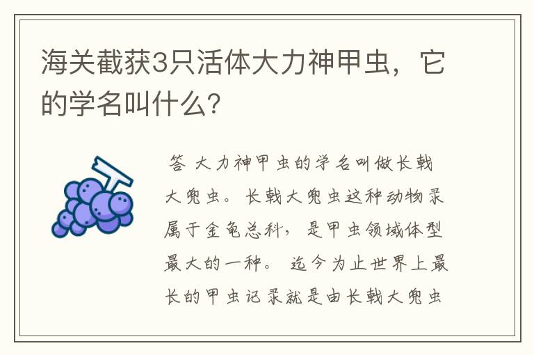 海关截获3只活体大力神甲虫,它的学名叫什么?