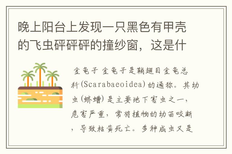 晚上阳台上发现一只黑色有甲壳的飞虫砰砰砰的撞纱窗,这是什么虫?