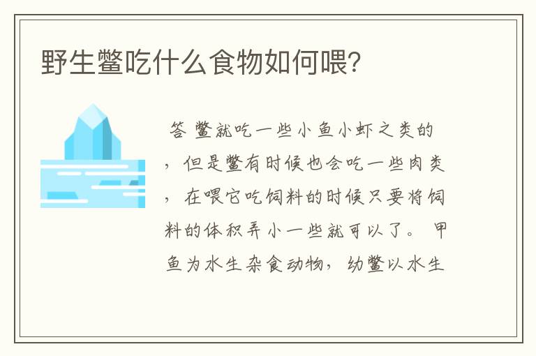 野生鳖吃什么食物如何喂?