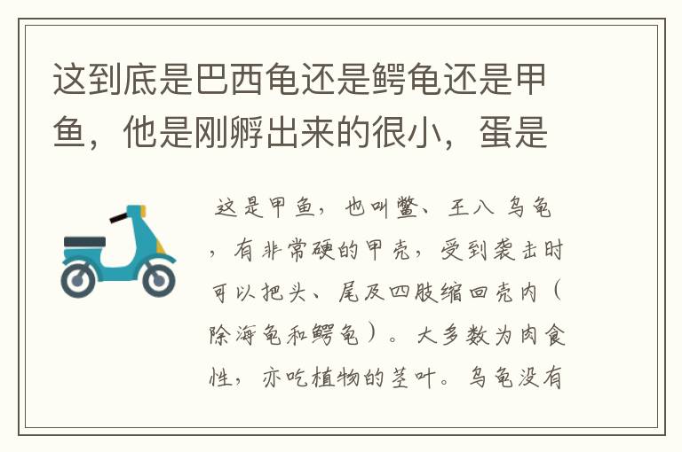 这到底是巴西龟还是鳄龟还是甲鱼,他是刚孵出来的很小,蛋是白的,这是什么啊?
