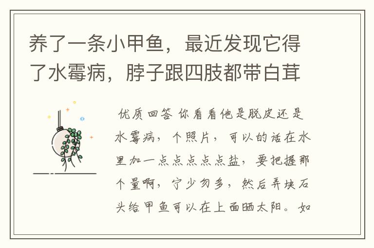 养了一条小甲鱼,最近发现它得了水霉病,脖子跟四肢都带白茸茸的,去买甲鱼的地方,老板给我拿了一瓶鱼用