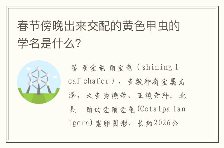 春节傍晚出来交配的黄色甲虫的学名是什么?