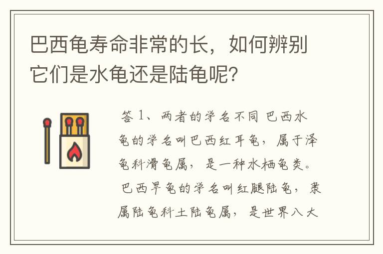 巴西龟寿命非常的长,如何辨别它们是水龟还是陆龟呢?