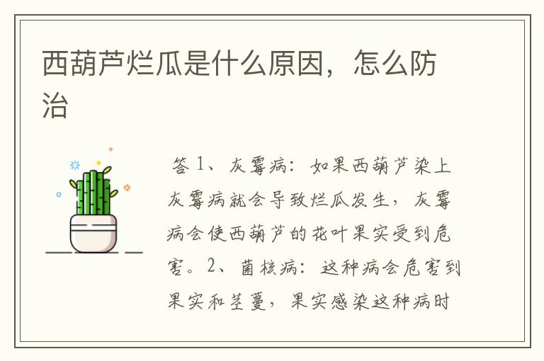 西葫芦烂瓜是什么原因,怎么防治