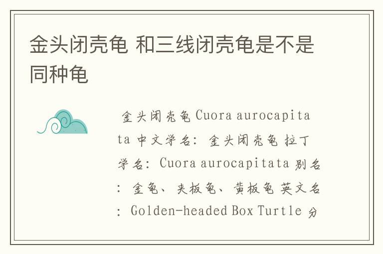 金头闭壳龟 和三线闭壳龟是不是同种龟