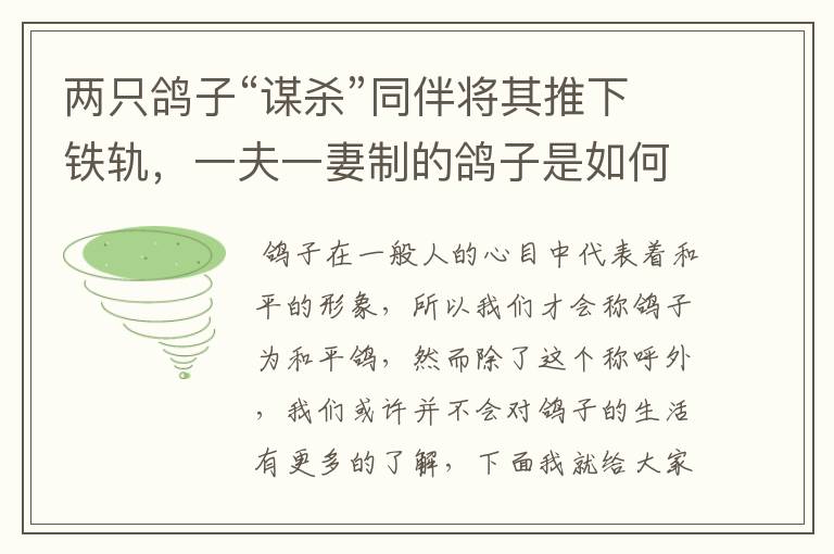 两只鸽子“谋杀”同伴将其推下铁轨,一夫一妻制的鸽子是如何面对困境的?
