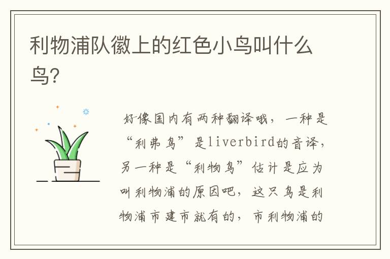 利物浦队徽上的红色小鸟叫什么鸟?
