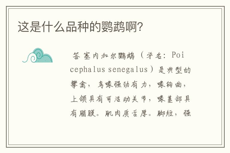 这是什么品种的鹦鹉啊?