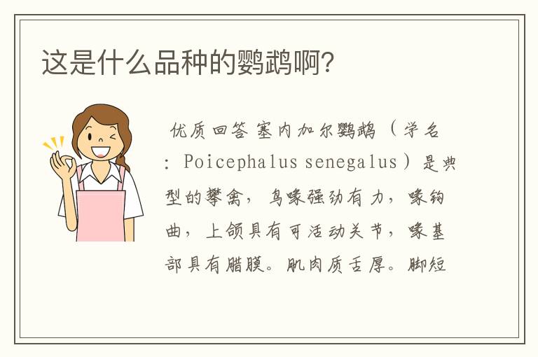 这是什么品种的鹦鹉啊?