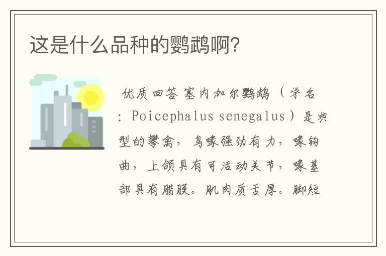 这是什么品种的鹦鹉啊?