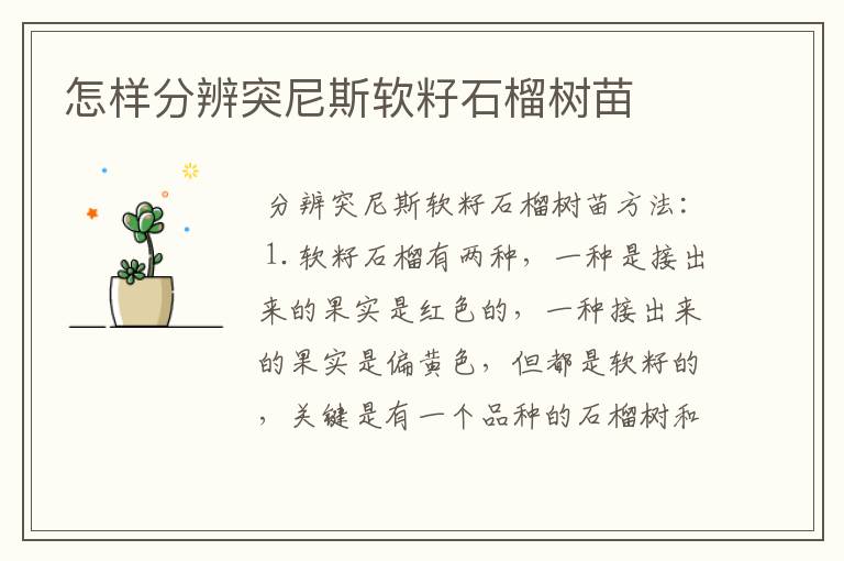 怎样分辨突尼斯软籽石榴树苗