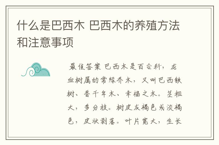 什么是巴西木 巴西木的养殖方法和注意事项