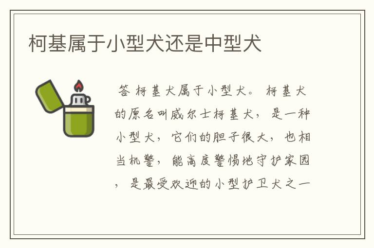 柯基属于小型犬还是中型犬
