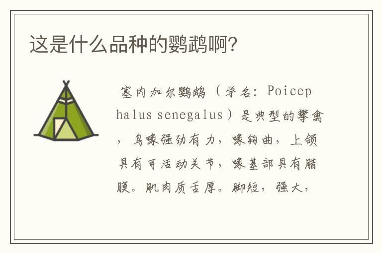 这是什么品种的鹦鹉啊?