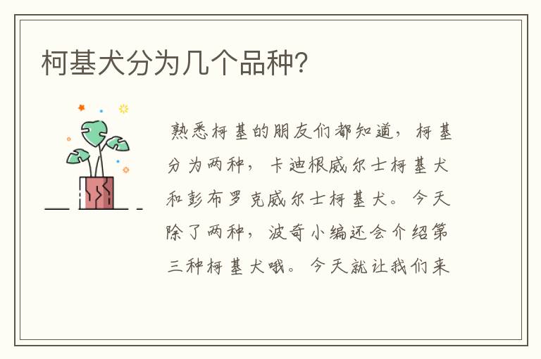柯基犬分为几个品种?