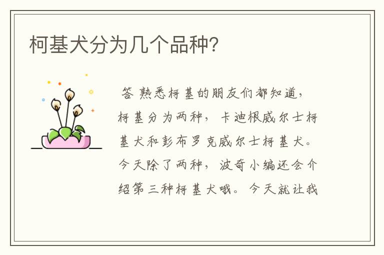 柯基犬分为几个品种?