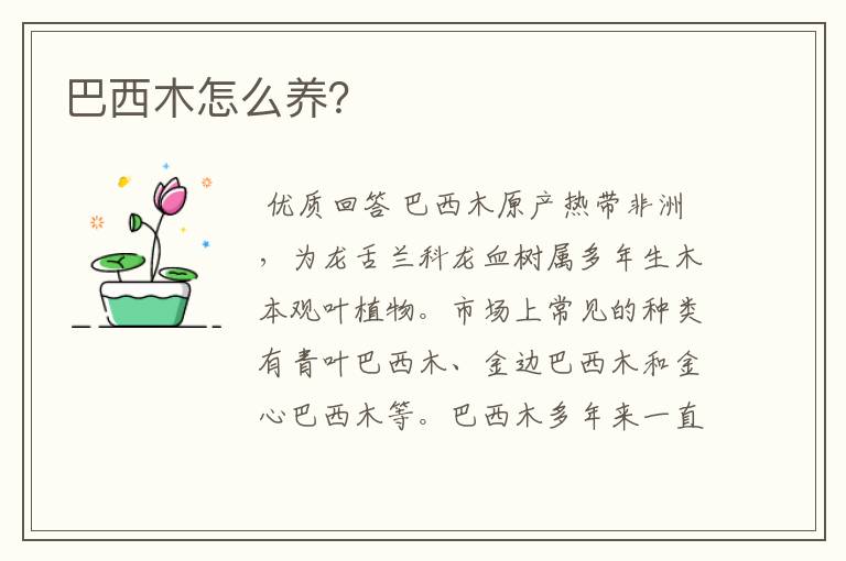 巴西木怎么养?