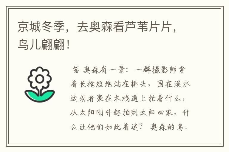 京城冬季,去奥森看芦苇片片,鸟儿翩翩!