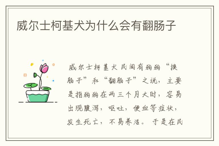 威尔士柯基犬为什么会有翻肠子
