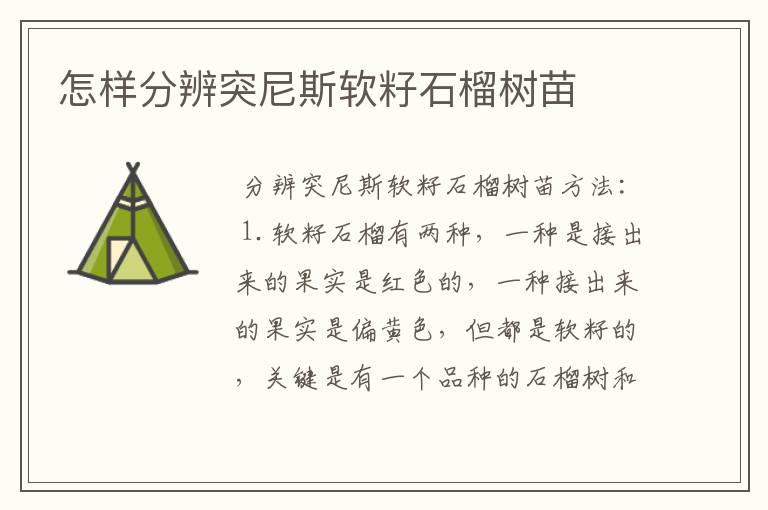 怎样分辨突尼斯软籽石榴树苗